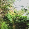 Plants: image 4 Of 65 Thumb